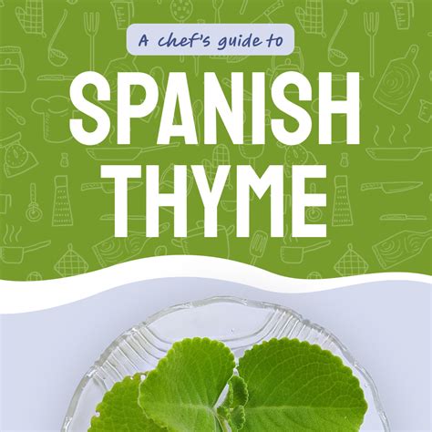 A chef's guide to Spanish thyme - The Restaurant Store