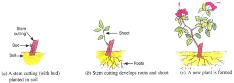 Asexual Reproduction, Types And It's Advantages | Science Vision