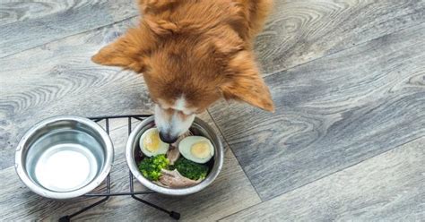 Image result for Egg Shells for Dogs