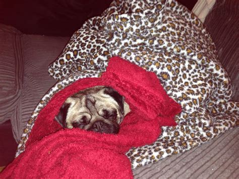 Snug as a pug in a rug | Pugs, Pugs and kisses, Snug