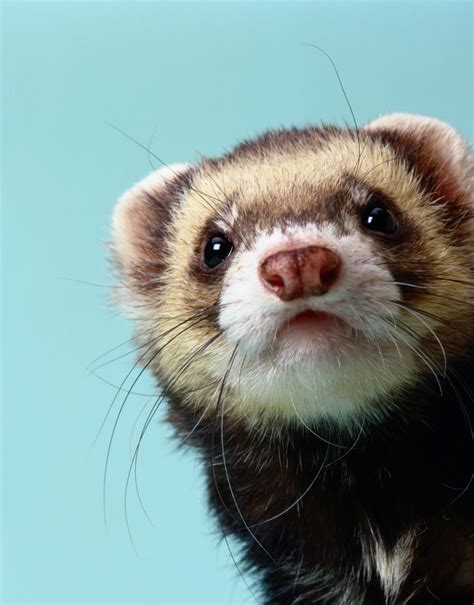 Ways to Name Your New Ferret | Pet ferret, Cute ferrets, Baby ferrets