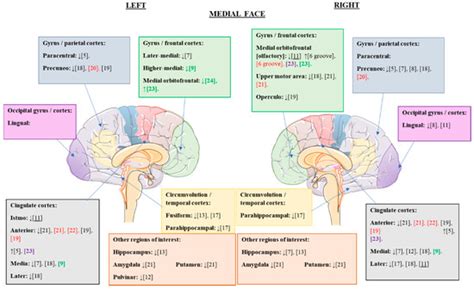 Volumetric Alterations of the Cerebral Cortex in Eating Disorders