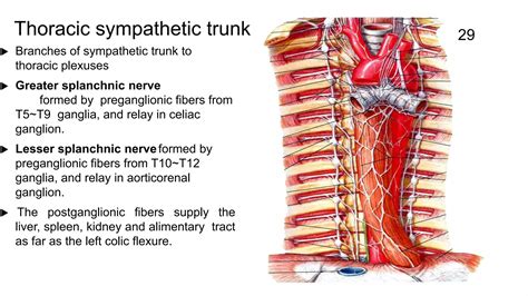 Anatomy of the thorax | PPTX