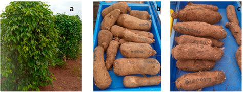 Comparative Metabolomics Profiling Reveals Key Metabolites and ...