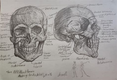 Human Skull Anatomy Drawing Flesh And Bones: The Art Of Anatomy