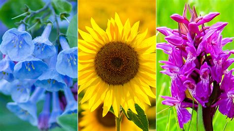 Image result for Spring Flower Types