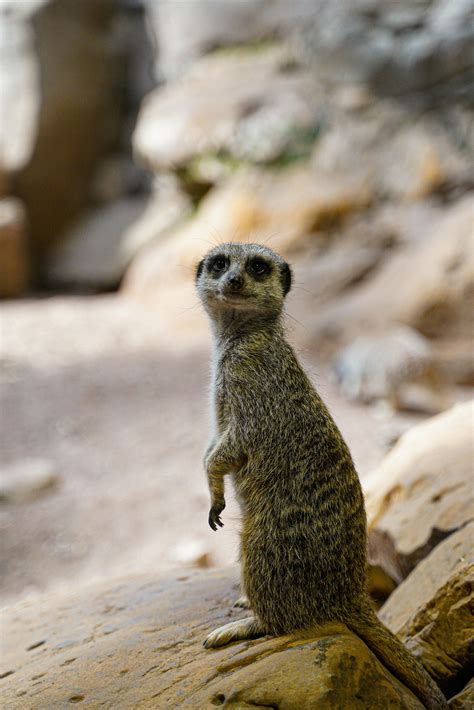 Image result for Raspberry Pi Suricate Tutorials