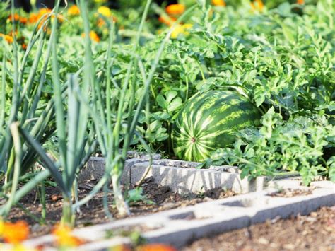Best Companion Plants For Watermelons