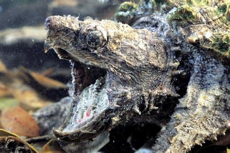 Image result for Alligator Snapping Turtle Location