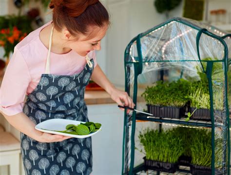 Microgreens: Learn About Growing Vegetables At Home