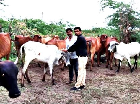 Lumpy virus kills 22 in Bhavnagar, health department conducts village ...