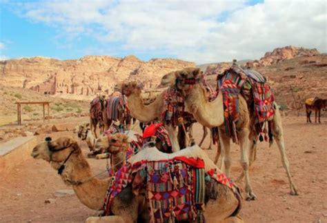 梦到骆驼是什么意思 梦到骆驼代表什么 - 万年历