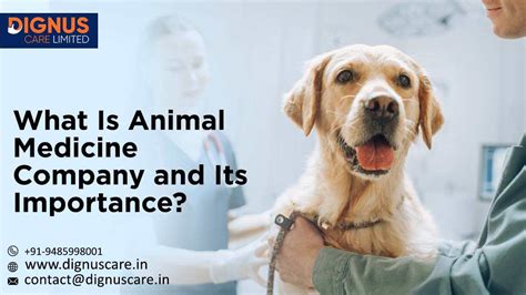 What Is Animal Medicine Company and Its Importance?