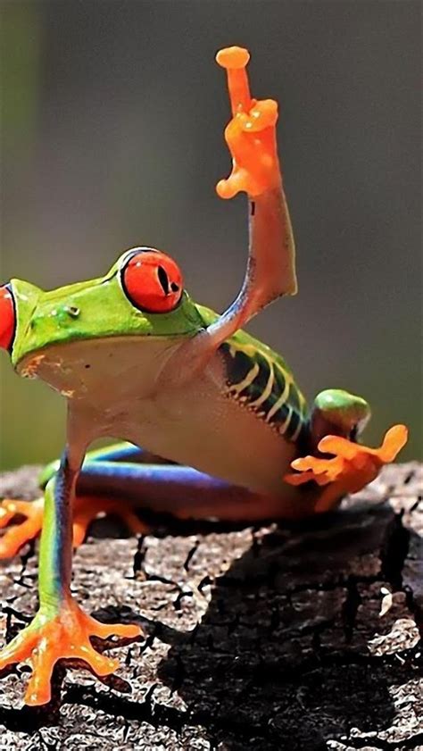 Tree Frog Desktop 的图像结果