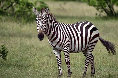Image result for Zebra Programming Language Applications