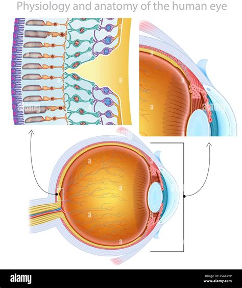 Illustration composed of three related images of the retina. In them we can see the macula, the ...