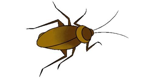 Cockroach Meme GIF 的图像结果