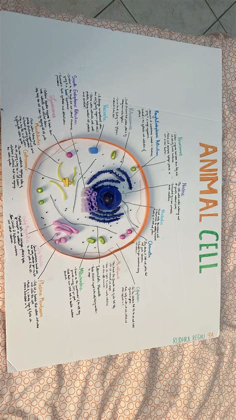 Image result for Animal Cell Model Project