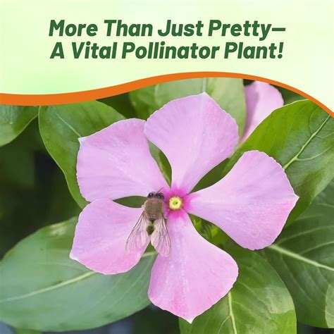 Vinca Periwinkle Ground Cover Vinca Minor (Periwinkle) | Parkers