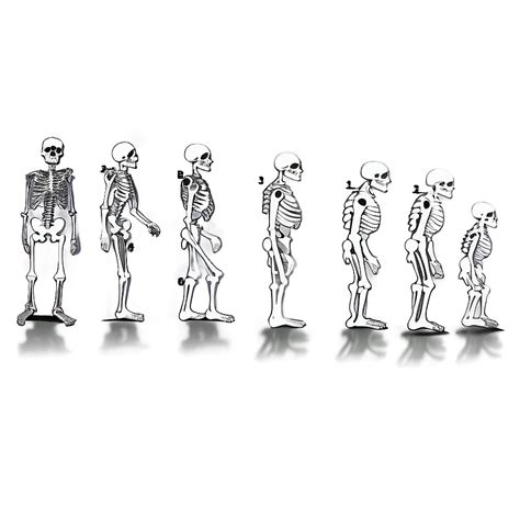 Human Backbone Evolution Chart 的图像结果