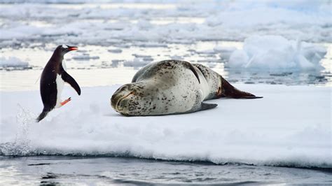 Leopard Seal Eating Penguin
