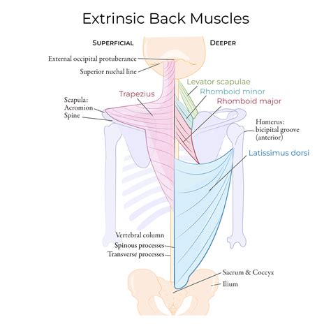 Gross Anatomy Glossary: Back Muscles - Extrinsic (Superficial) | ditki ...