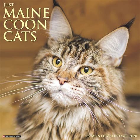 Buy Just Maine Coon Cats 2020 Calendar Book Online at Low Prices in ...