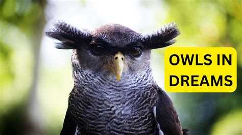 What Does Owl Represent In Dreams at Brenda Bradley blog