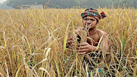 Lost rice strains to be revived in West Bengal - India Today