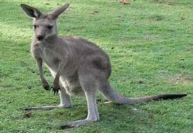 Image result for Kangaroo Stuffed Animal
