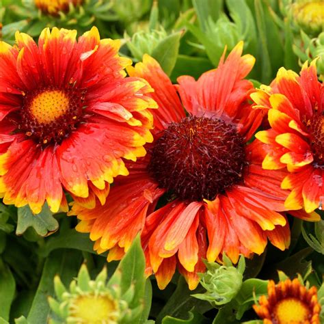 Gaillardia Blanket Flower Seeds | Circle Farms Canada