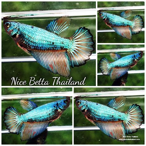 Alien Betta Fish 的图像结果