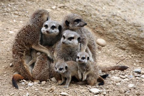 Meerkats (Suricata suricatta) Stock Photo by ©wrangel 58786471