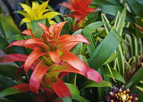 Bromeliad Plant In Hindi at John Triche blog