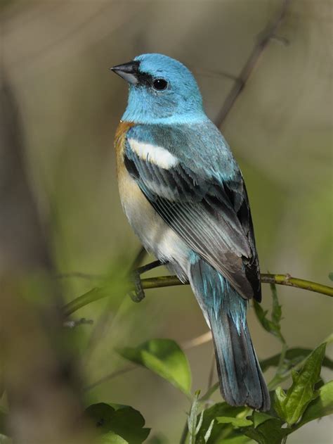 Birds Painting On Rocks 的图像结果