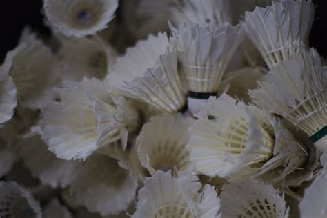 Most Expensive Shuttle Cock 的图像结果