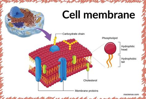 Image result for Cell Membrane Structure and Function