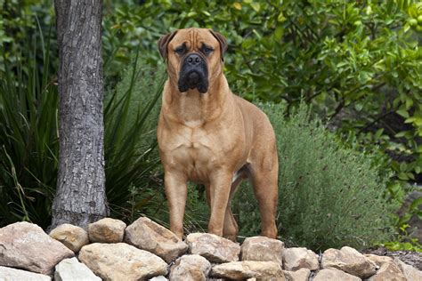Really Big Dog Breeds