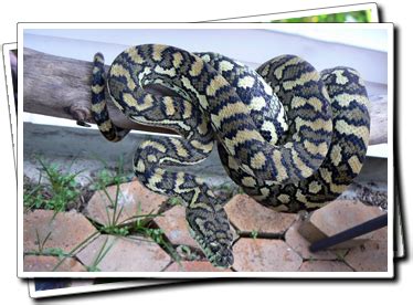 Image result for Coastal Carpet Python Colours