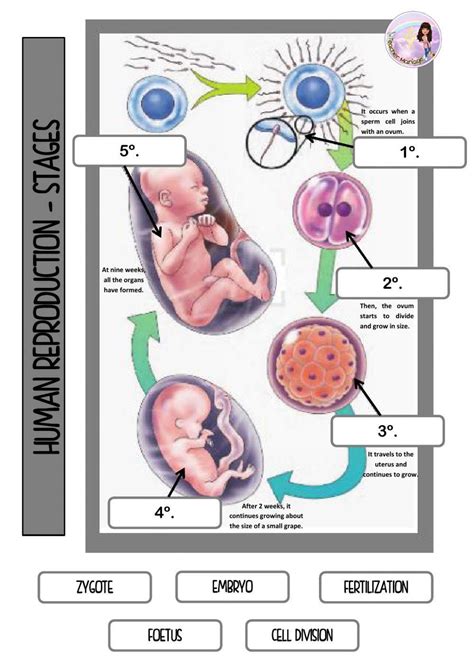 Human Reproduction Steps 的图像结果