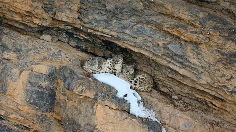 Bing image: Snow leopards, India - Bing Wallpaper Gallery