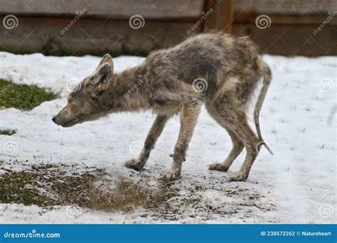 Sarcoptic Mange Coyote