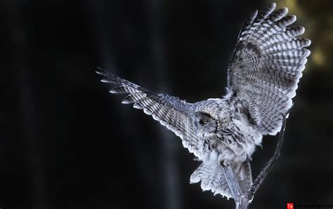 Phillip Chang 野生动物摄影作品《夜鹰》 - Ta的故事｜你的瞬间，我们一起的故事！