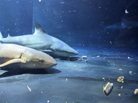 Oklahoma Aquarium, Bixby, OK: Information, Tickets and Reviews