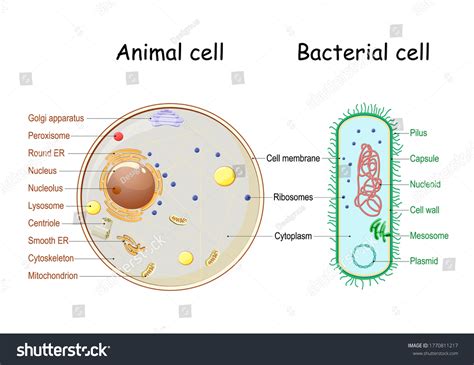 Bacterial Cell Diagram Labeled