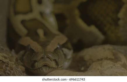 Image result for Python Snake Teeth