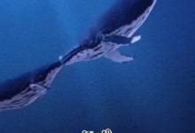 鲸落的寓意，深沉的爱意（鲸鱼最后一次拥抱大海的方式） — 探灵网