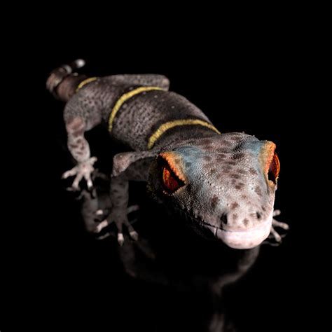 Chinese Cave Gecko - Goniurosaurus hainanensis 3D model | CGTrader