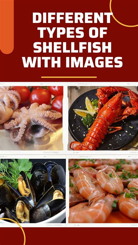11 Different Types Of Shellfish With Images - Asian Recipe