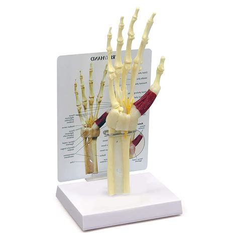 Buy UIGJIOG Human Hand Skeleton Model,Hand Wrist Model Human Body ...